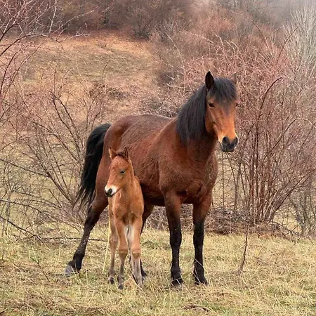 на село Гостевой дом