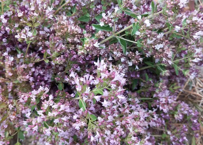 펜션 на село 데빈