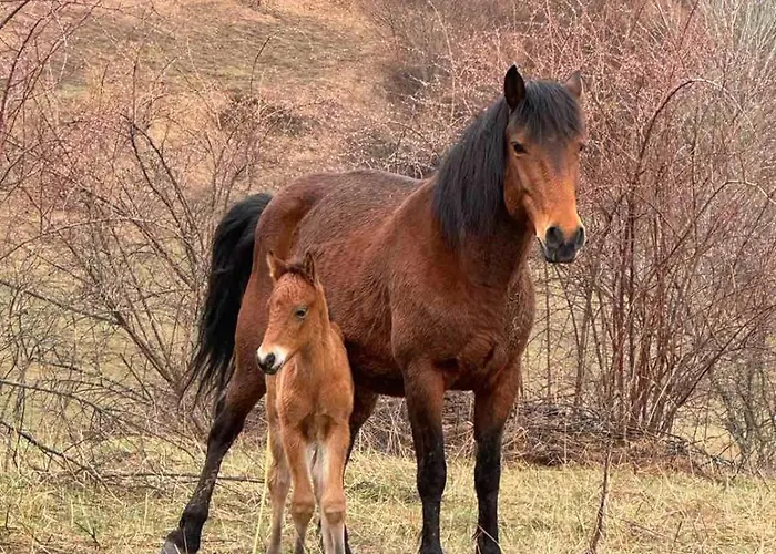 на село 펜션