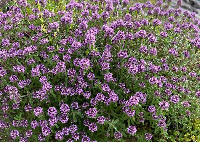 Сasa de vacaciones на село *