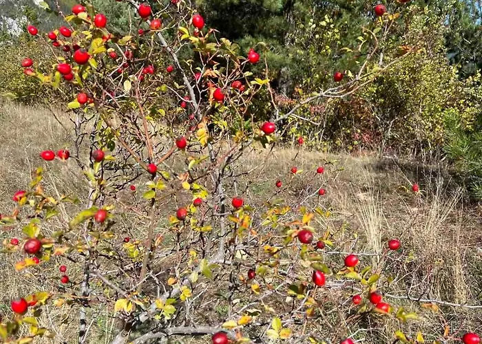 на село * 데빈
